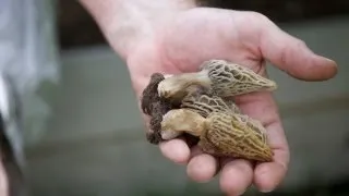 Home Grown Morel Mushrooms