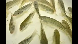 Introduction to Fish Farming