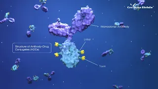 Antibody-drug Conjugate-Precision Targeted Therapy - Creative Biolabs