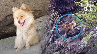 Dog Waits In A Slope Of A Mountain For 2 Years To Find His Owner (Part 1) | Kritter Klub