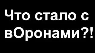 Что стало с вОронами?