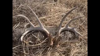 The Secret to Matching Up Shed Antlers | Joe Shead Outdoors