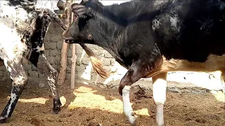 Excellent Bull Meeting Cow || Village Animals ||