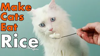 How To Make Cats Eat Rice
