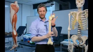 Proximal femur (anatomy)