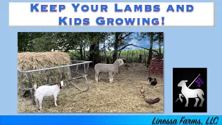 Top 5 Ways To Keep Your Lambs and Goat Kids GROWING!