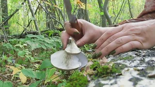 Поиск благородных грибов в октябре.