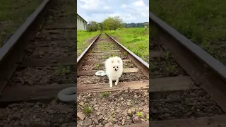 Funny and Cute Dog Cutest #PomeranianPuppies 😍🐶| Funny Puppy Videos #124 #shorts #animals #viral#dog