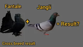 jangli + lacka cross breed result