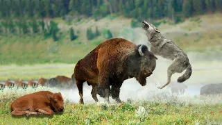 Amazing Mother Bison Fights Wolf To Protect Her Baby
