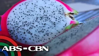 Salamat Dok: Dragon Fruit | Cure mula sa Nature