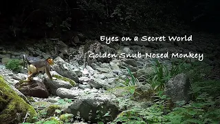 Eyes on a Secret World Ep 8 Golden Snub-Nosed Monkey