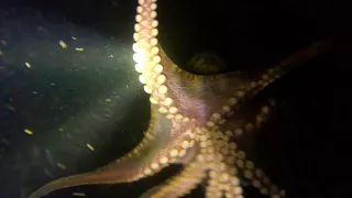 Freediving at Night for Delicious EATS in Southern California (Rock Scallop Catch, Clean and Cook)