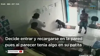 Perrito de la calle pide ayuda en una veterinaria