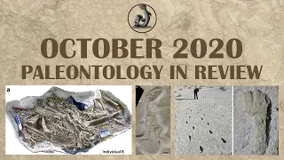 New Fossils and Paleontology- October 2020