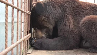 Как медведь сгущенку ест