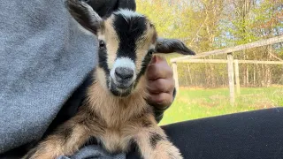 Newborn baby goats Moxie & Moose