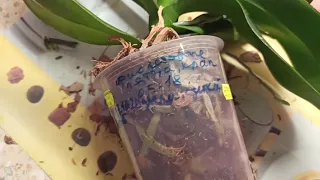 Пересадила орхидею в кору со мхом/I transplanted the orchid into pine bark and sphagnum moss
