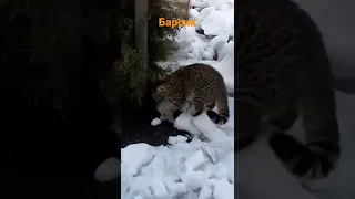 Барсик соседский кот поймал мышь 🐱🐭