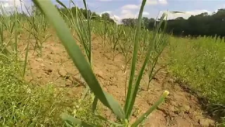 ЧАСНИК  НА МОЄМУ ГОРОДІ  // вирощування часнику.