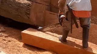 sacando bloques de madera ( este árbol lo trajo el río.)