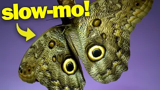 Butterfly Flight in Slow Motion!