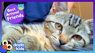 Goofy Cat Teaches Her Dog BFF All The Best Cat Tricks | Dodo Kids | Best Animal Friends