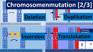 Chromosomenmutation [2/3] – Deletion, Duplikation, Inversion, Translokation [Genetik, Oberstufe]