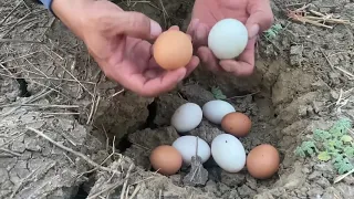 OMG , The men search and find many duck eggs in a nest at the field