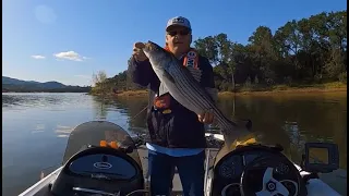 New Hogan Striper Fishing - May 2023