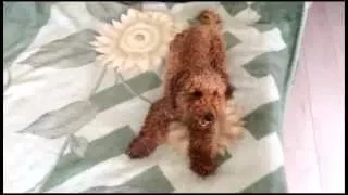 Пёс танцует брейк / Dog dancing breakdance