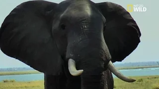 Un éléphant s'invite au repas