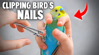 How to Clip Your Bird's Nails