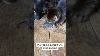 КОШКА ПРИНЕСЛА МЫШЬ КОТЯТАМ