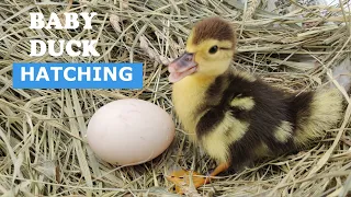 Baby Duck Hatching | Egg Hatching