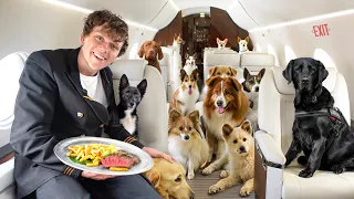 I Flew Stray Dogs On A Private Jet To Their New Homes