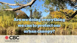 Are we doing everything we can to protect our urban canopy?