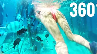 Underwater 360° video snorkeing Google Cardboard Samsung Gear 360 Waterproof case VR Box