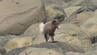 песец ест рыбу-лягушку / arctic fox eats smooth lumpfish