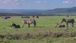 Zebras and Wild beasts together in the mara