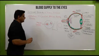 Blood supply to Eye | Eyeball blood supply | Opthalmic Artery & Vein | Eye Anatomy |