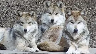 Synchronized Wolves