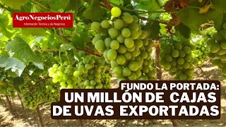 Un millón de cajas de uva de mesa exportó Fundo La Portada