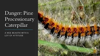 DANGER: PINE PROCESSIONARY CATERPILLAR / A WEE BEASTIE WITH A LOT OF ATTITUDE