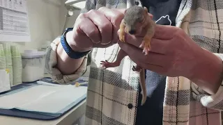 Found a baby squirrel? What do you do now? Lakeshore rehab is here to help