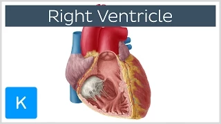 Right Ventricle - Function, Definition and Anatomy - Human Anatomy | Kenhub