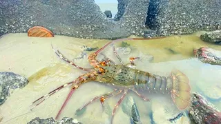 Several oversized lobsters are hiding under the rocks!