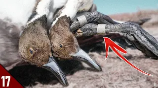 BANDS and PINTAIL LIMITS in the Sandhills | 28 GAUGE Duck Hunting 2021