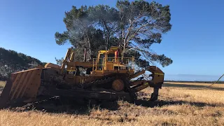 Caterpillar D10N and D8N  Pushing Large Pine Trees