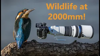 Wildlife Photography at 2000mm - does it work?